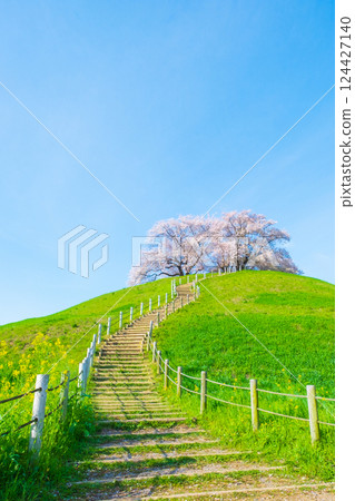 Cherry blossoms of the Marugameyama ancient burial mound (Sakitama Mound Tomb Park) 124427140