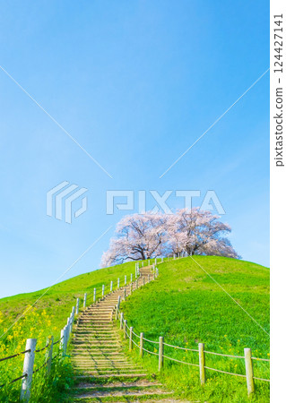 Cherry blossoms of the Marugameyama ancient burial mound (Sakitama Mound Tomb Park) 124427141