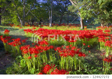 琵琶湖桂濱公園的紅花海 琵琶湖桂濱公園的紅花海 124427272