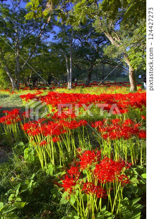 Clusters of red spider lilies at Katsurahama Park on Lake Biwa Clusters of red spider lilies at Katsurahama Park on Lake Biwa 124427273