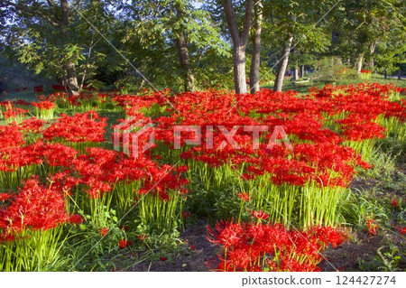 琵琶湖桂濱公園的紅花海 琵琶湖桂濱公園的紅花海 124427274