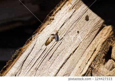 Tan woodworm larva crawling across a weathered piece of firewood, illuminated by bright sunlight. 124427313