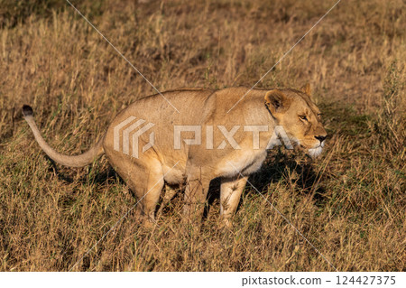 Female lion in the Serengeti 124427375