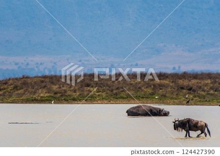 Hippos in the Ngorogoro Crater 124427390