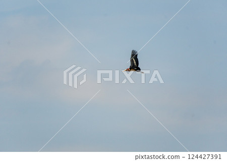 Marabou stork in the Ngorogoro Crater Marabou stork in the Ngorogoro Crater 124427391