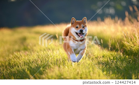 可愛的柴犬在田野間奔跑 124427414