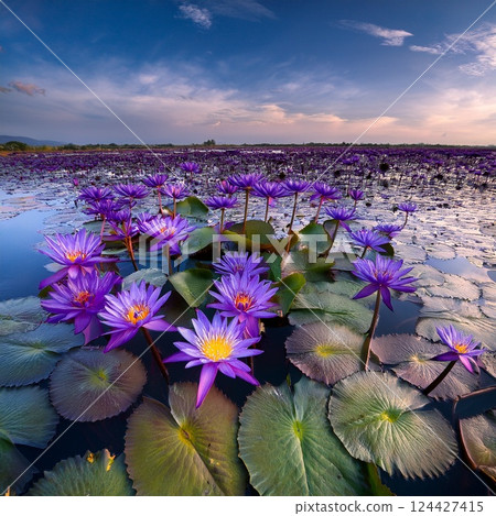 無數美麗的蓮花 124427415