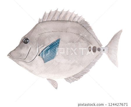 Watercolor painting of a red snapper 124427671