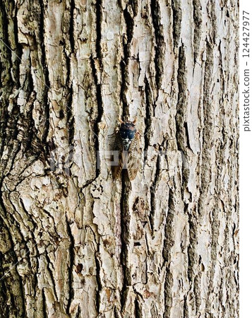 Cicadas on tree bark Cicadas on tree bark 124427977