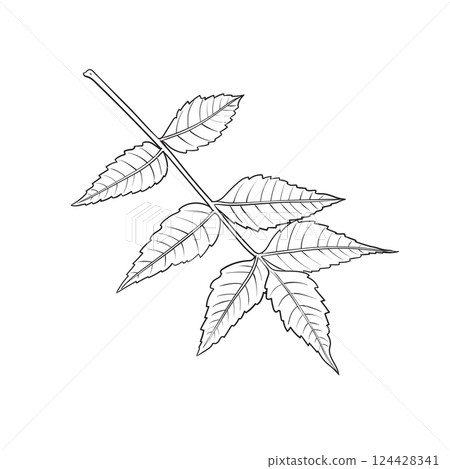 hand drawing of an Neem or nimtree tree branch with leaves 124428341