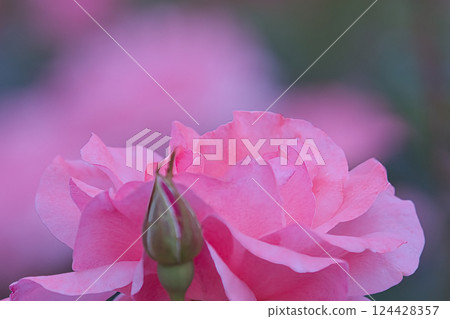 Beautiful pink rose flower Beautiful pink rose flower 124428357
