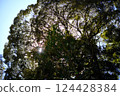 The sun peeking through the trees 124428384