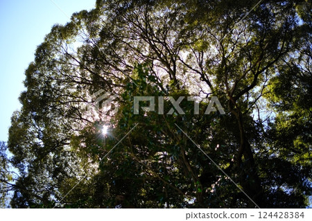 The sun peeking through the trees The sun peeking through the trees 124428384