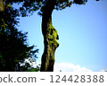 Big moss tree 124428388