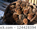 A lot of pine cones 124428394