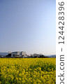 Spring rapeseed flower field 124428396