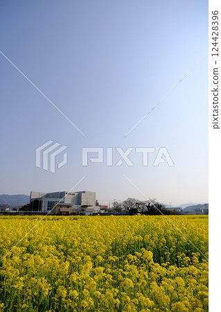 Spring rapeseed flower field Spring rapeseed flower field 124428396