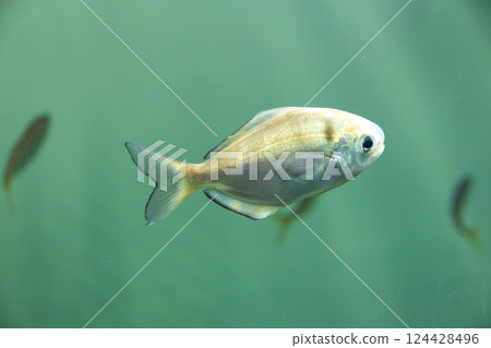 Aquarium bluff Aquarium bluff 124428496