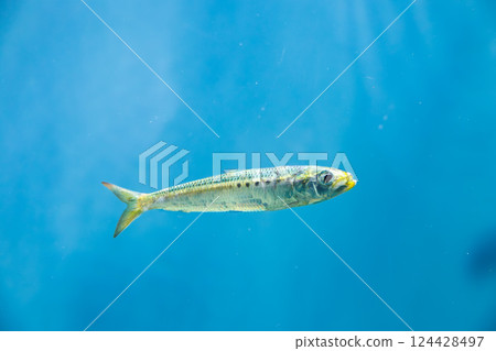 Sardines in the aquarium Sardines in the aquarium 124428497
