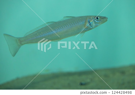 水族館裡的白吉斯 124428498