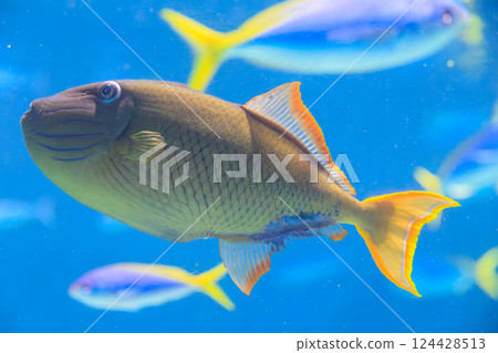 Triggerfish in the aquarium Triggerfish in the aquarium 124428513