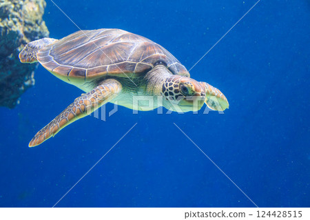 Green sea turtle in the aquarium 124428515