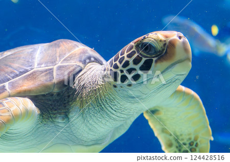 水族箱裡的綠海龜 124428516