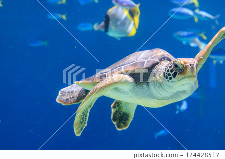 Green sea turtle in the aquarium 124428517