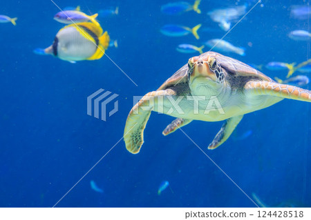 Green sea turtle in the aquarium Green sea turtle in the aquarium 124428518