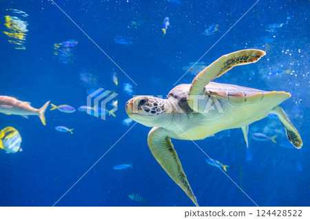 水族箱裡的綠海龜 水族箱裡的綠海龜 124428522