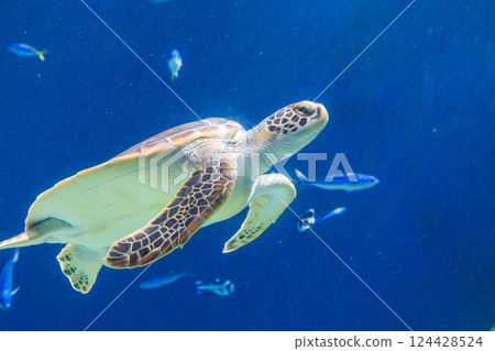 Green sea turtle in the aquarium 124428524