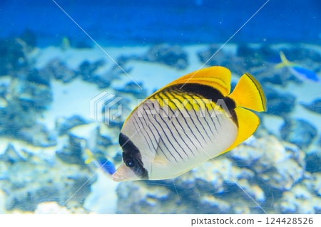 False Phantom Butterflyfish at the Aquarium 124428526