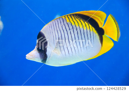 False Phantom Butterflyfish at the Aquarium 124428529