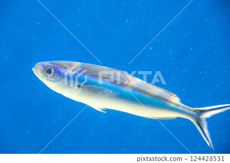 水族館裡的熊 Sasahanamuro 水族館裡的熊 Sasahanamuro 124428531