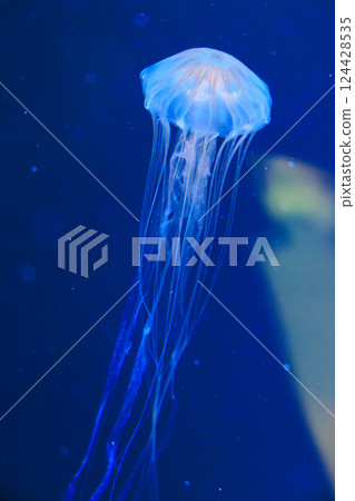 Red jellyfish in the aquarium Red jellyfish in the aquarium 124428535