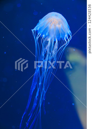 Red jellyfish in the aquarium Red jellyfish in the aquarium 124428536