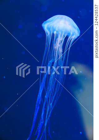 Red jellyfish in the aquarium 124428537