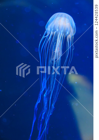Red jellyfish in the aquarium 124428539