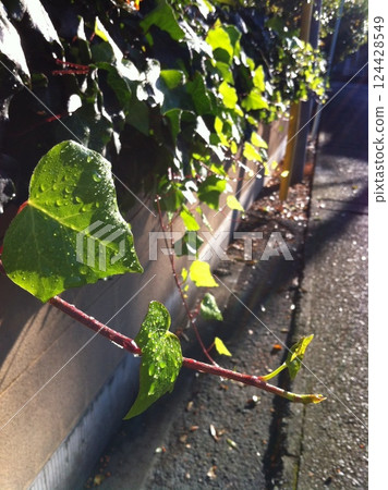 The beauty of greenery nearby The beauty of greenery nearby 124428549