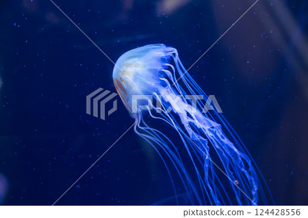 Red jellyfish in the aquarium Red jellyfish in the aquarium 124428556