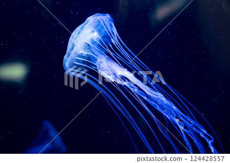 Red jellyfish in the aquarium Red jellyfish in the aquarium 124428557