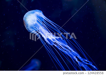 水族箱裡的紅色水母 水族箱裡的紅色水母 124428558