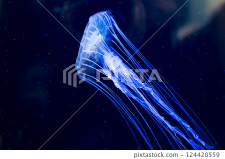 Red jellyfish in the aquarium Red jellyfish in the aquarium 124428559