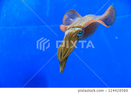 水族箱裡的大鰭礁魷魚 124428560