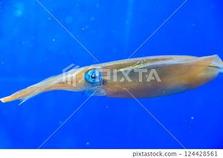 Bigfin reef squid at the aquarium Bigfin reef squid at the aquarium 124428561