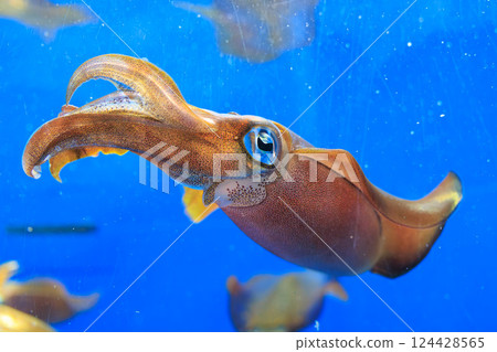 Bigfin reef squid at the aquarium 124428565