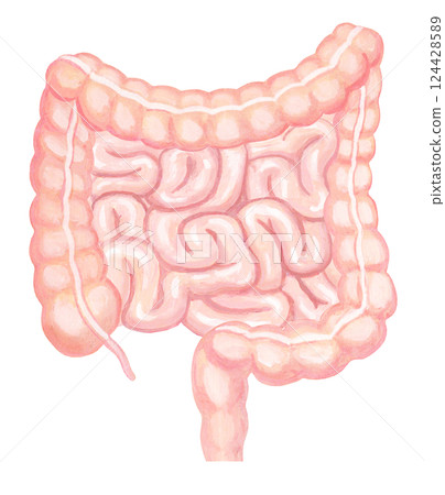 Illustration of the human large and small intestine 124428589