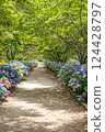  hydrangea 124428797