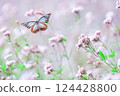 Asagi mandala butterfly 124428800