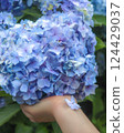  hydrangea 124429037